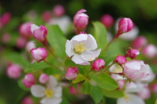 小梨の花